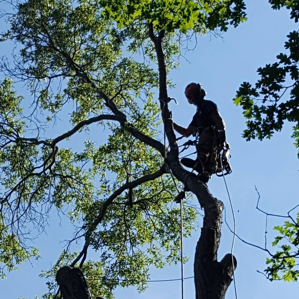 Tree service
