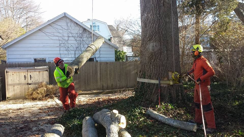 Tree service