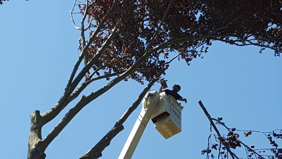 Tree service