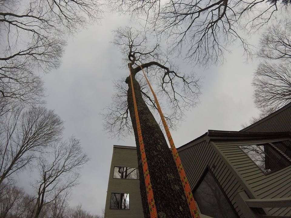 Tree service