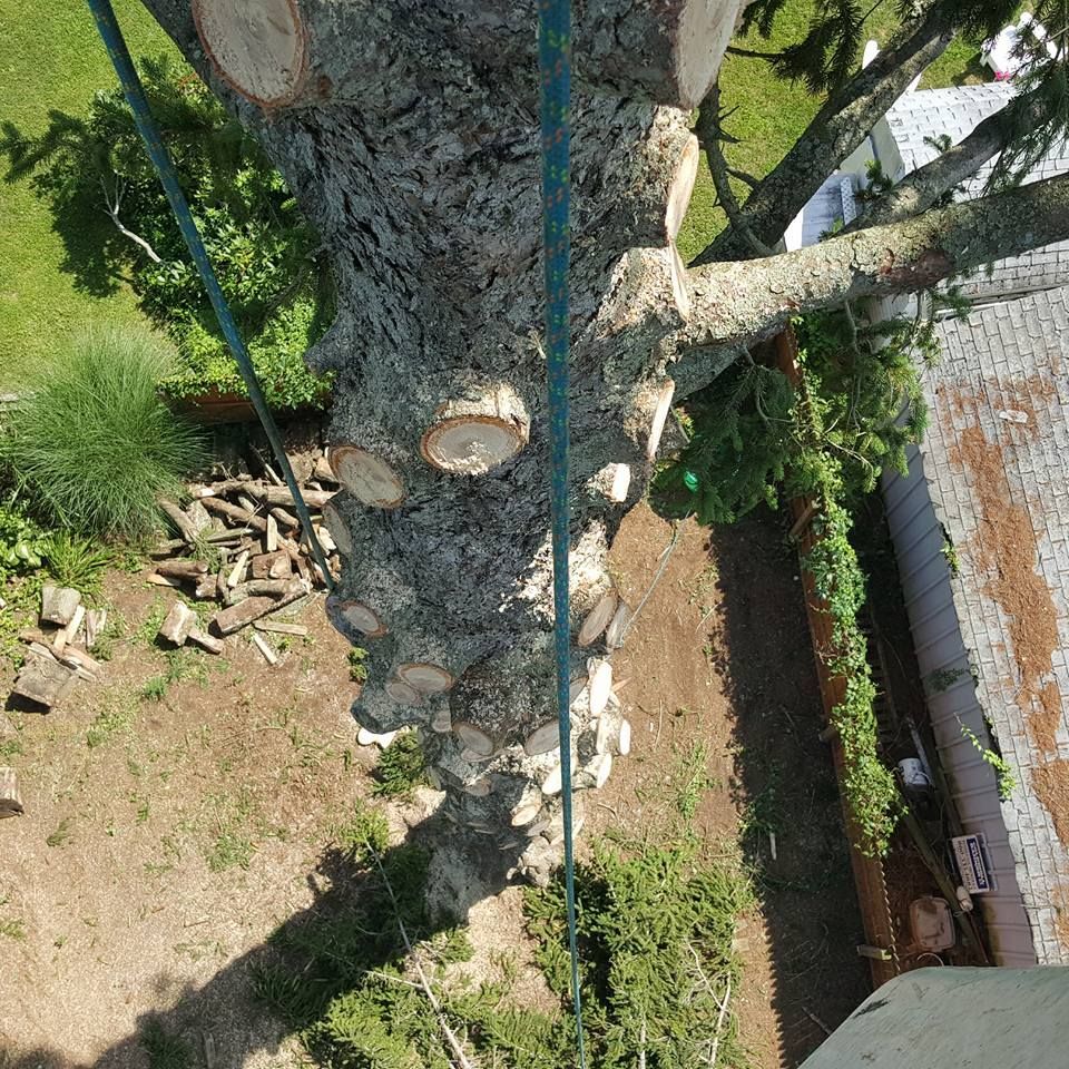 Tree service