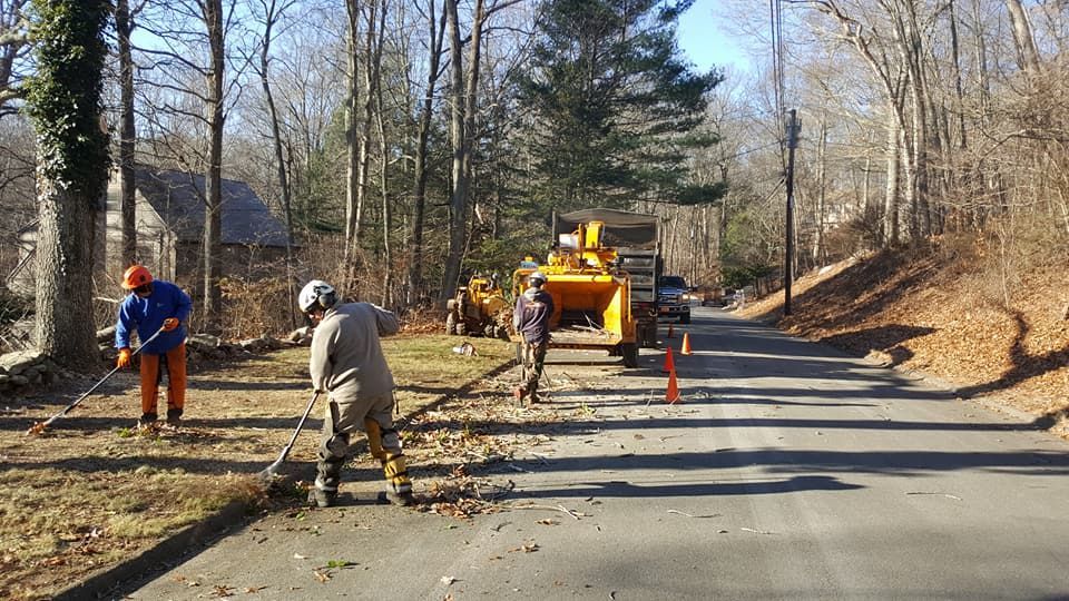 Tree service