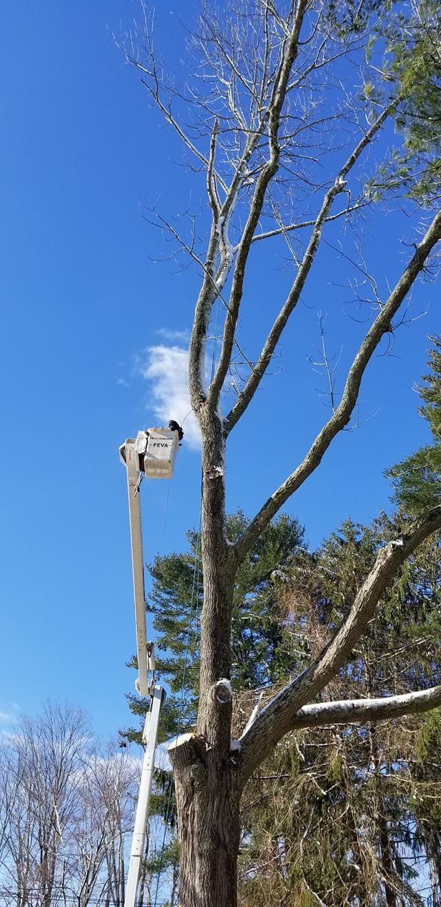 Tree service