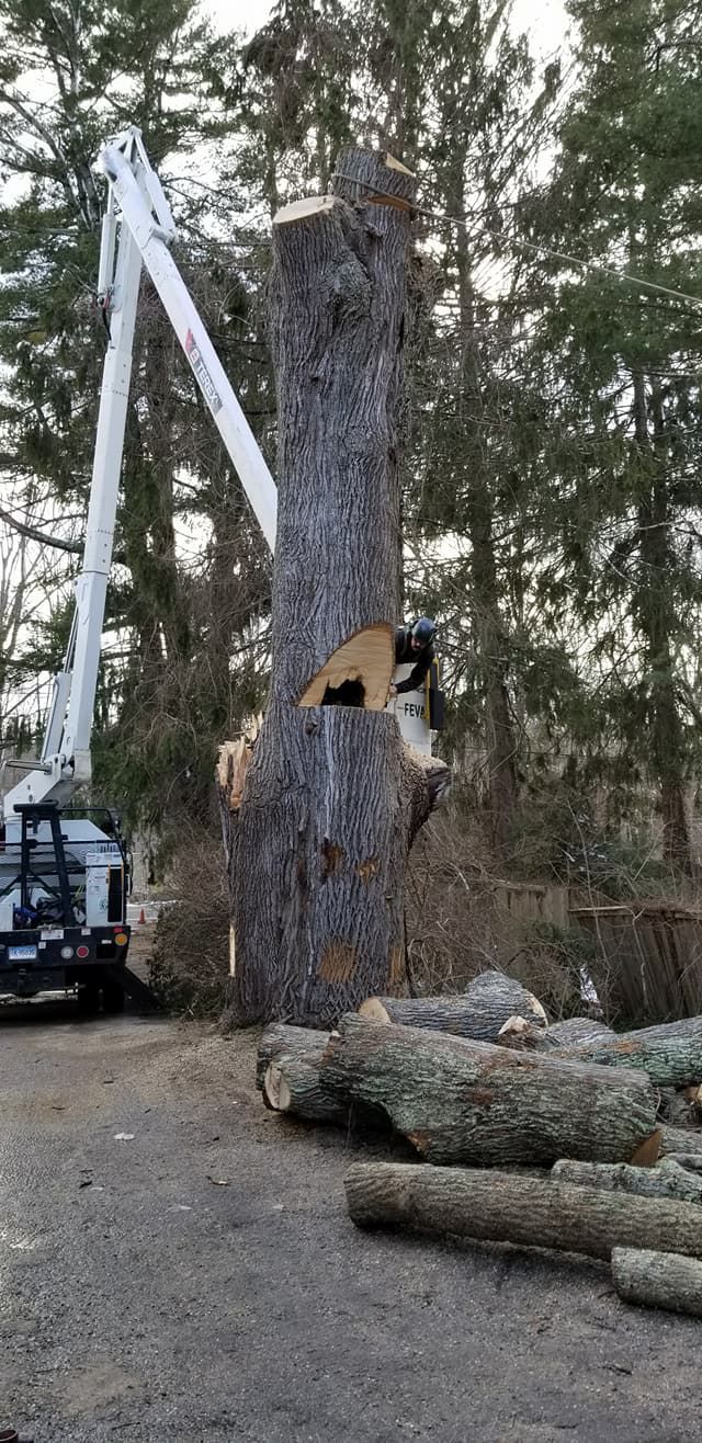 Tree service