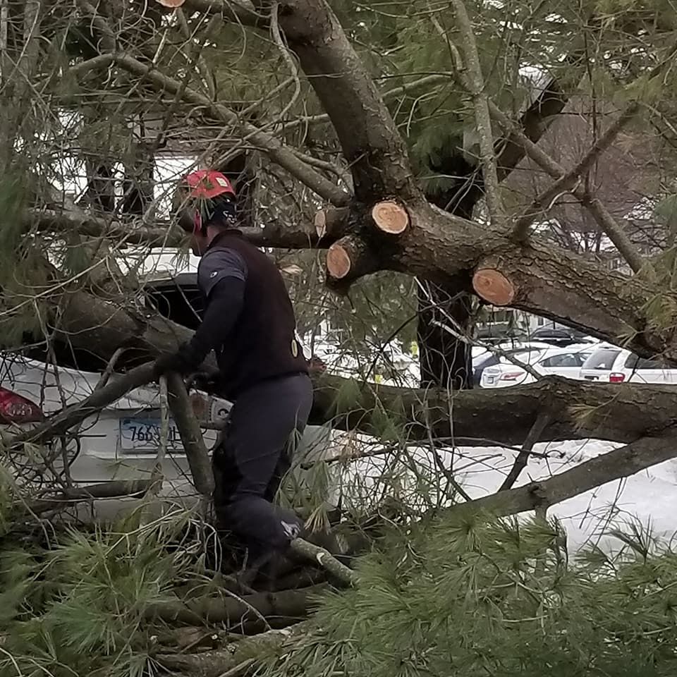 Tree service