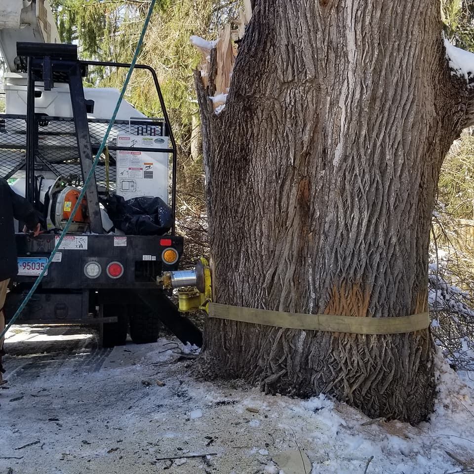 Tree service
