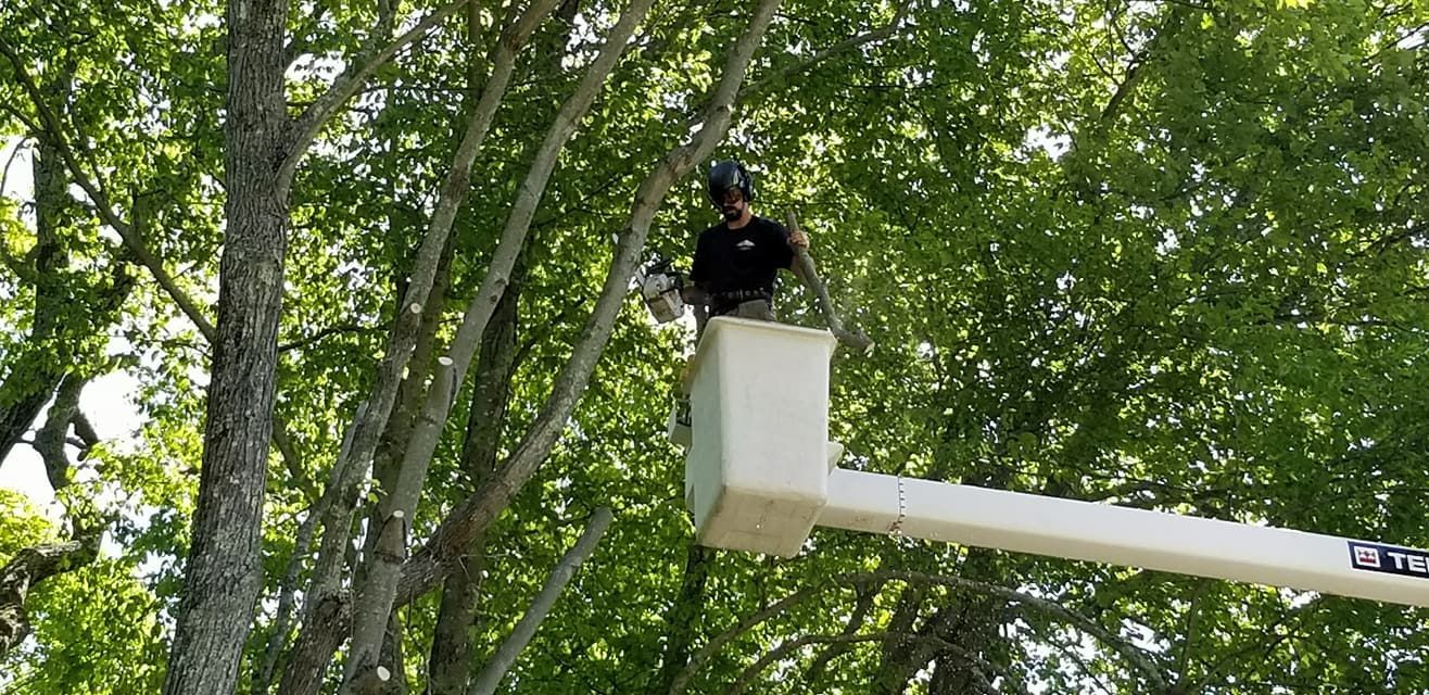 Tree service