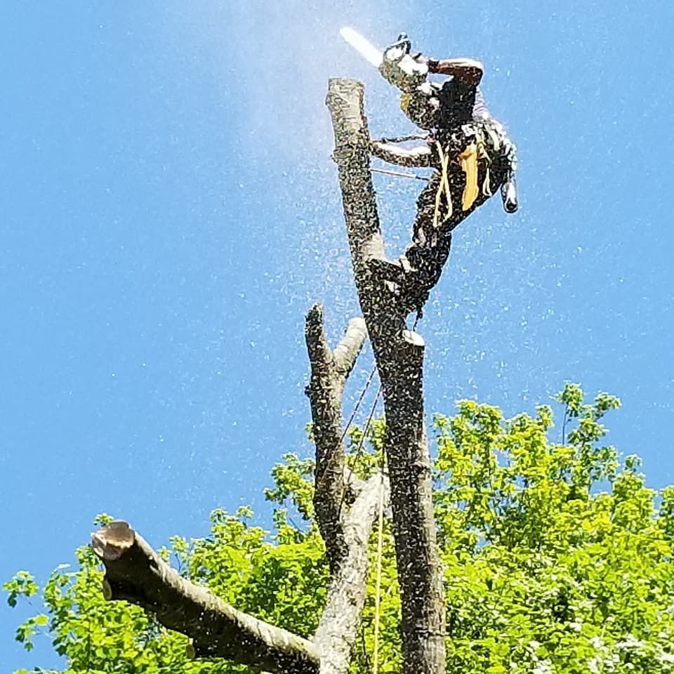 Tree service