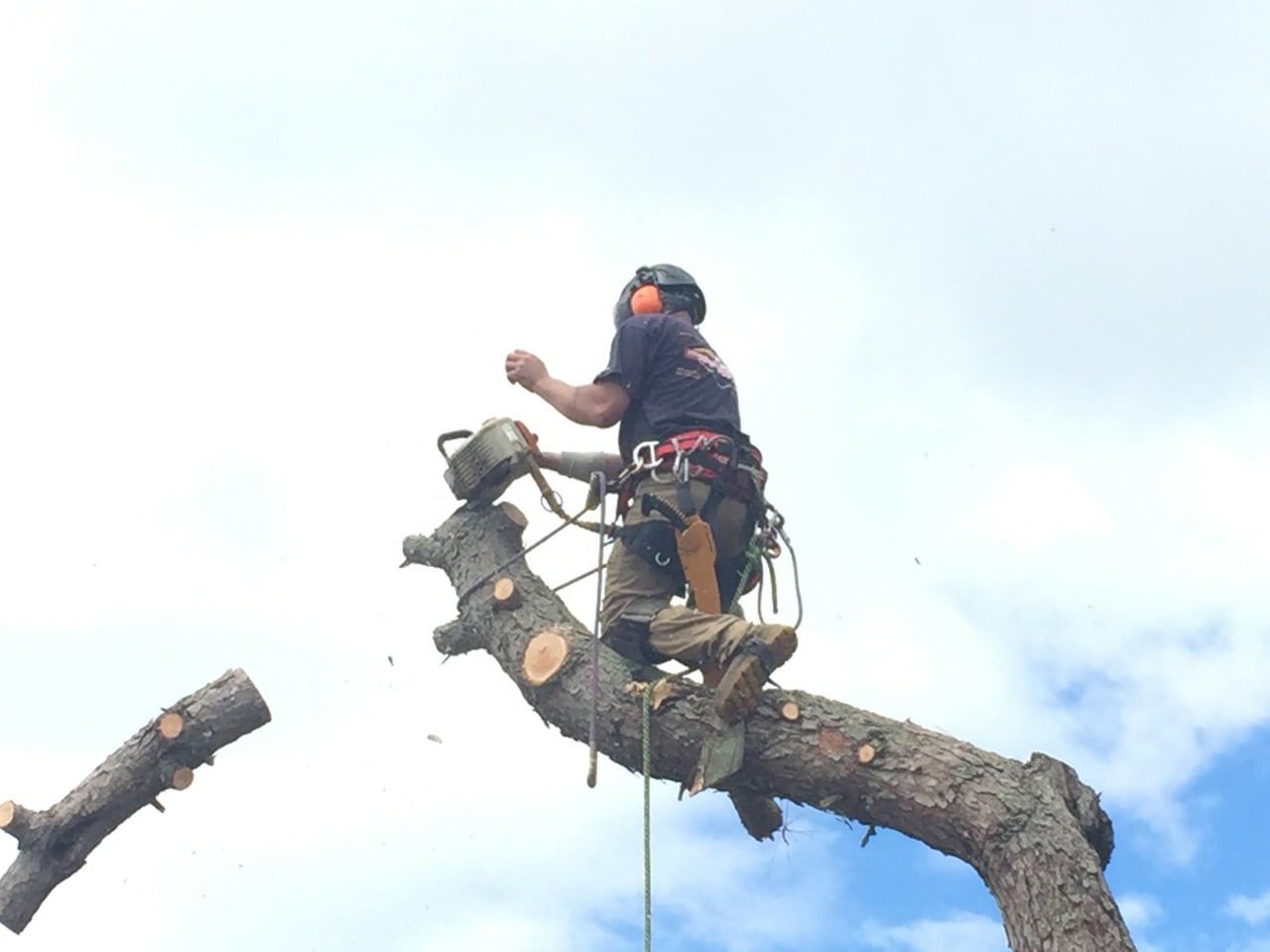 Tree service