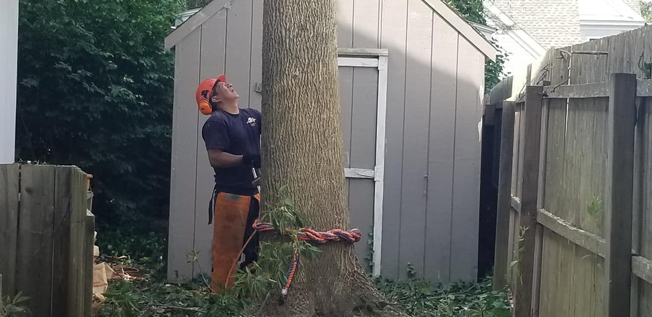 Tree service