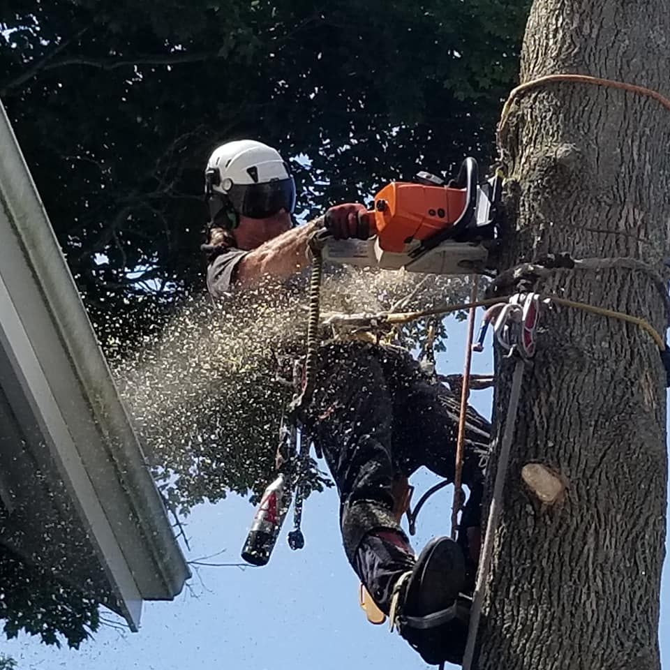 Tree service