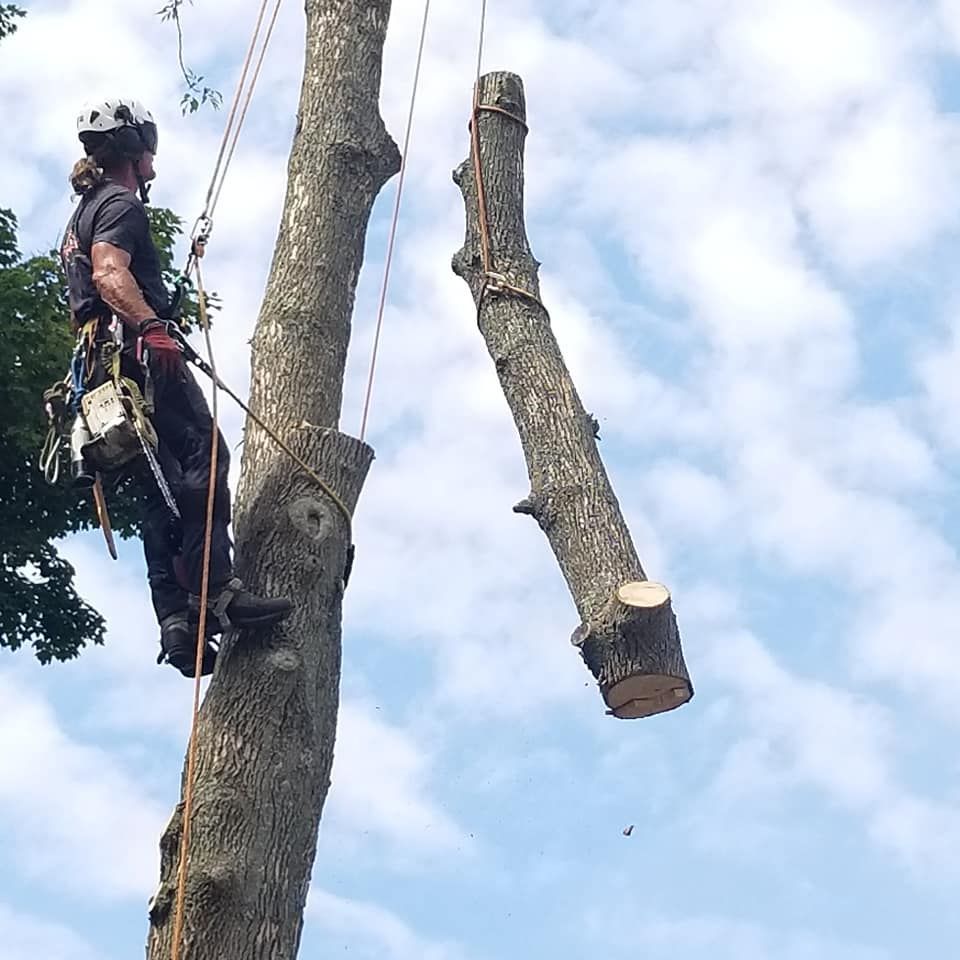 Tree service