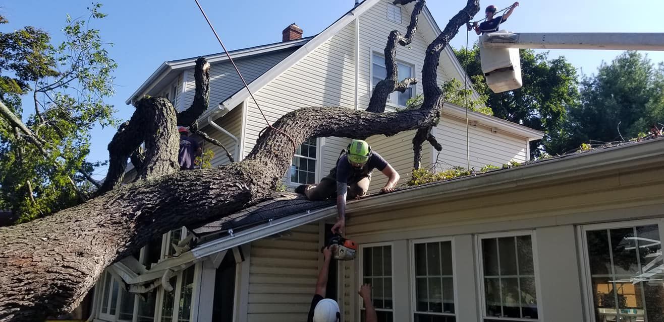 Tree service