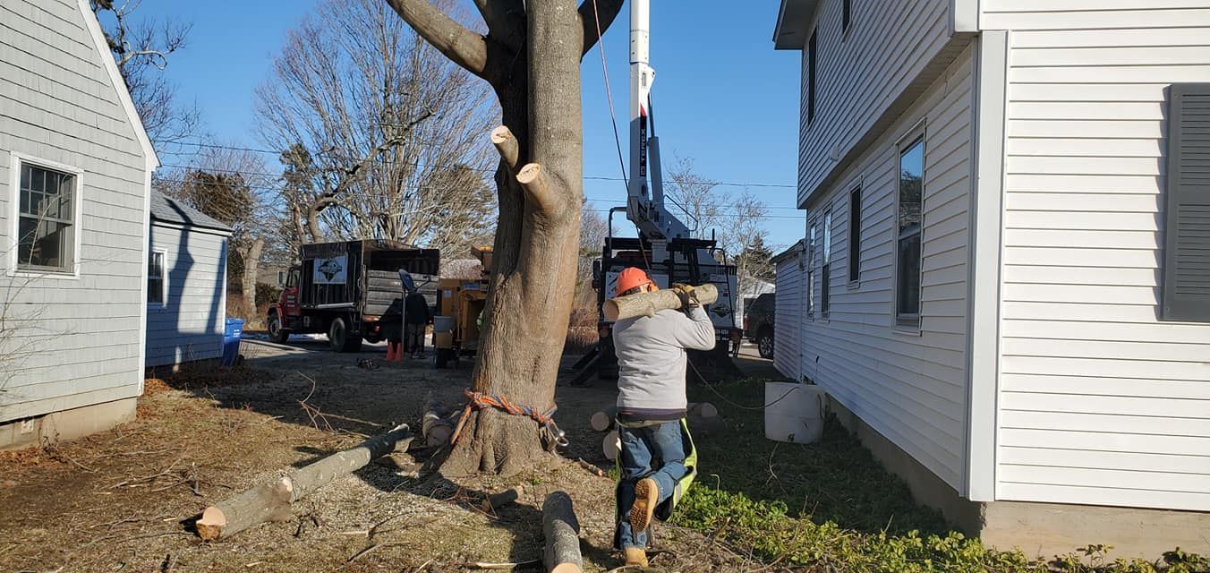Tree service