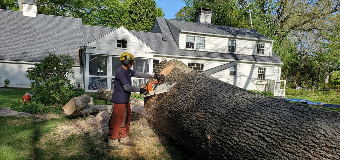 Tree service