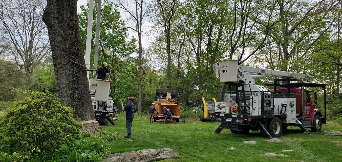 Tree service