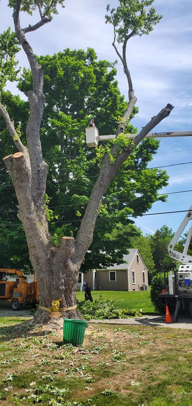 Tree service