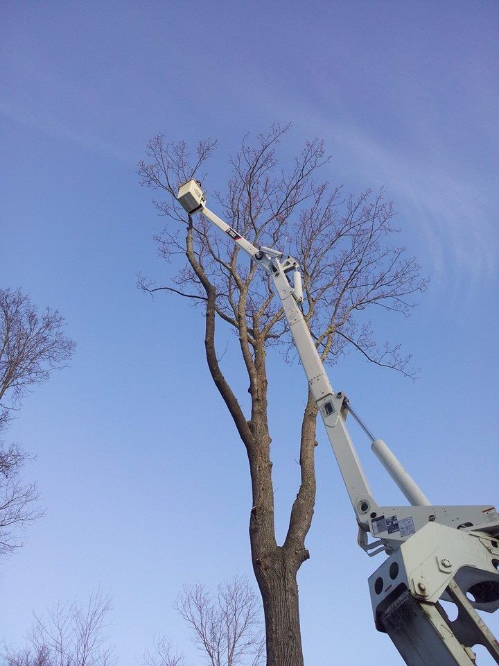 Tree service