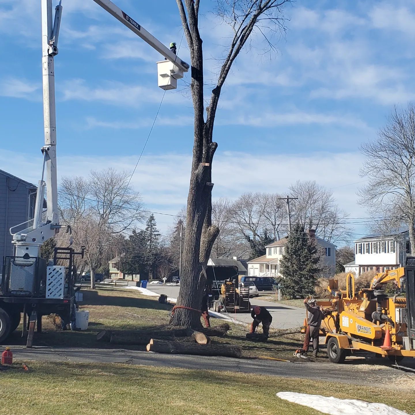 A large tree is being cut down by a crane.