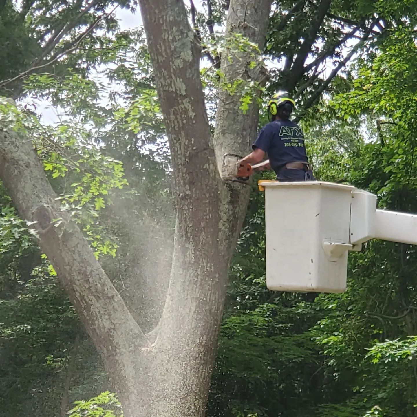 Tree service
