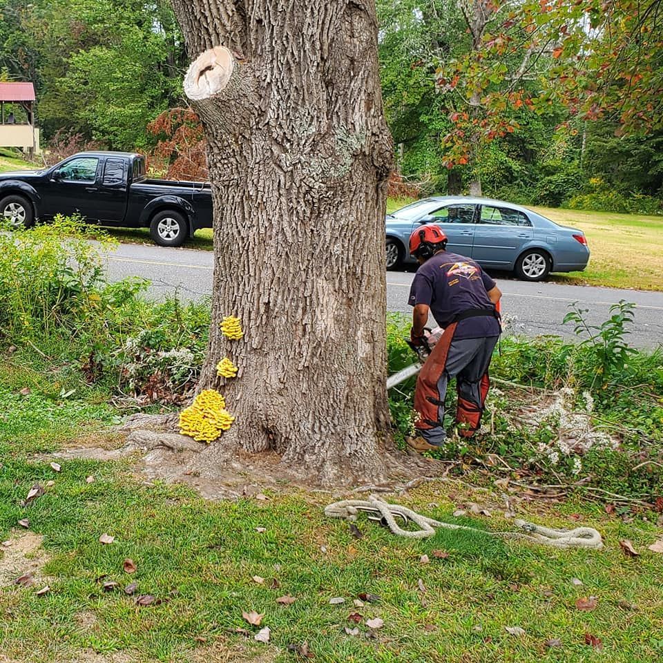 Tree service
