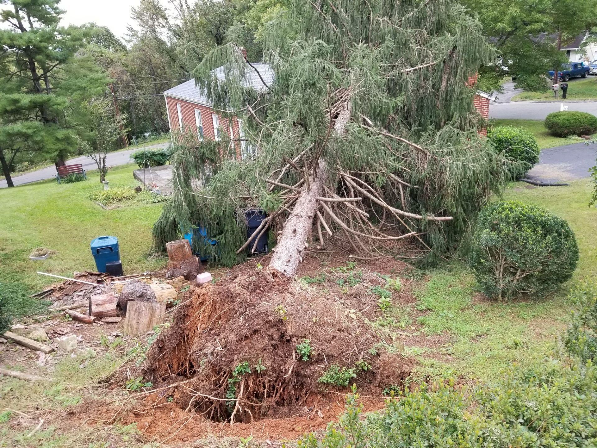 Tree removal