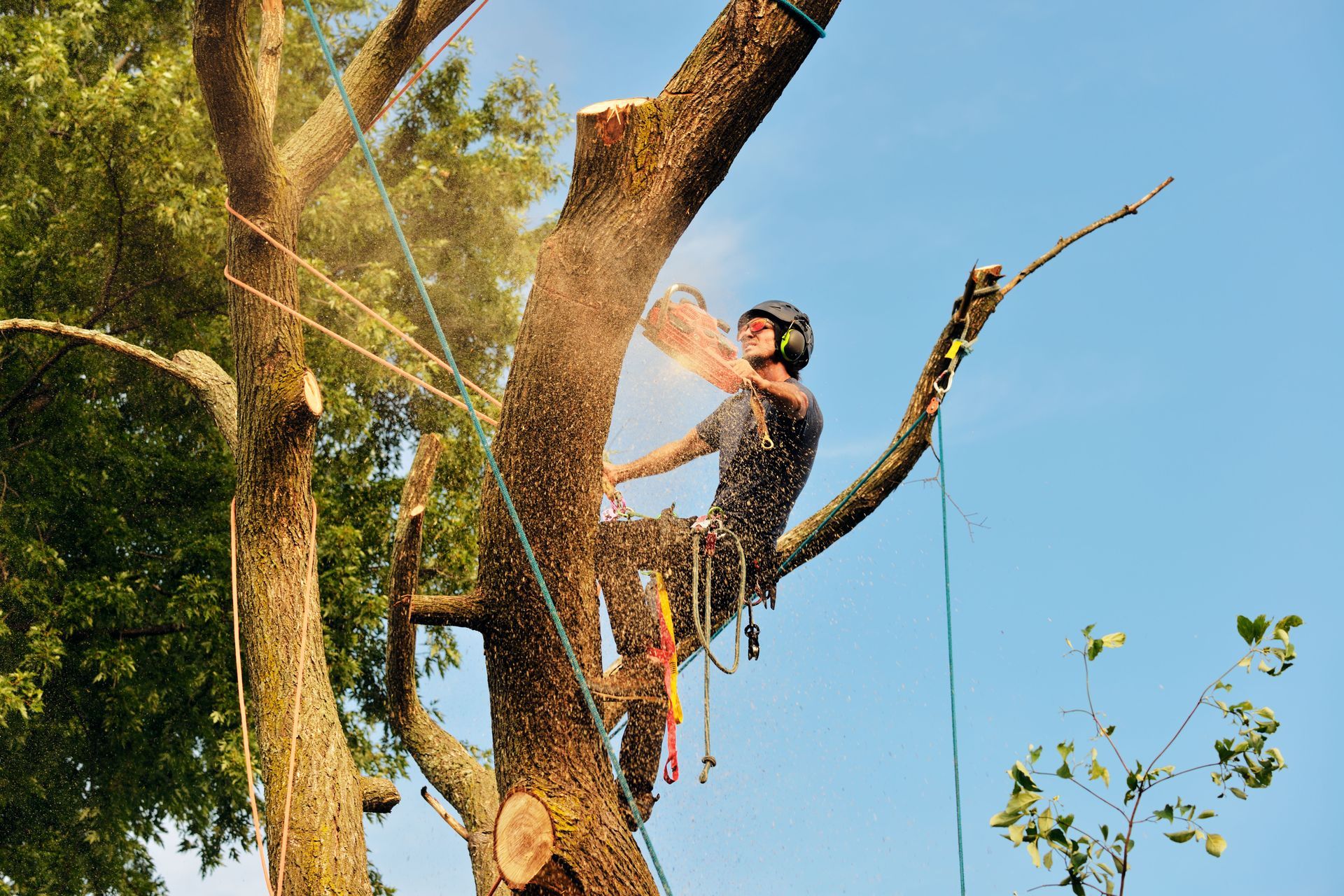tree removal businesses