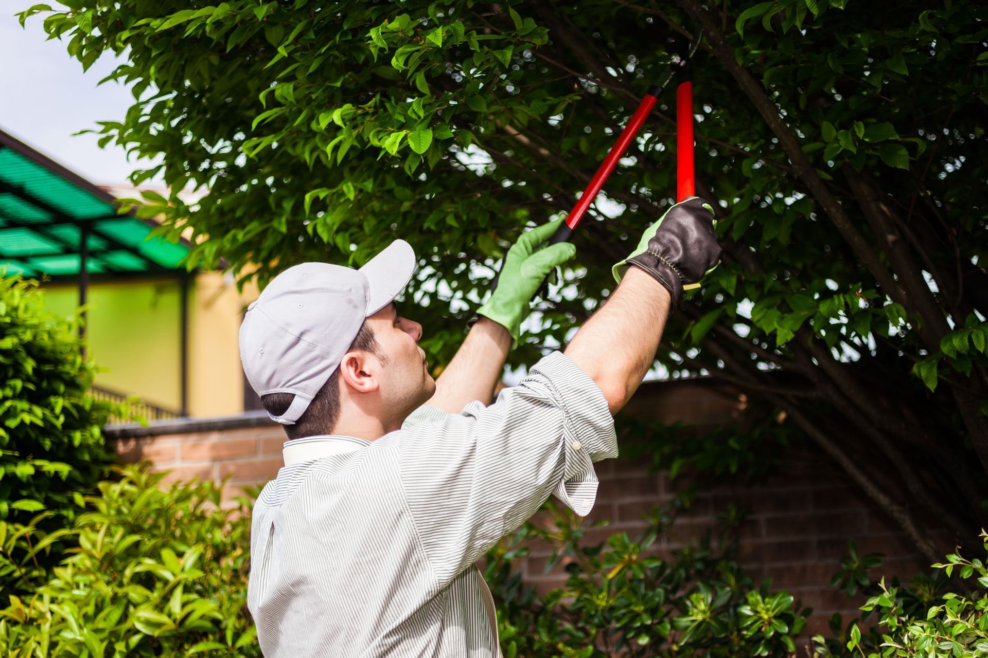 tree trimming
