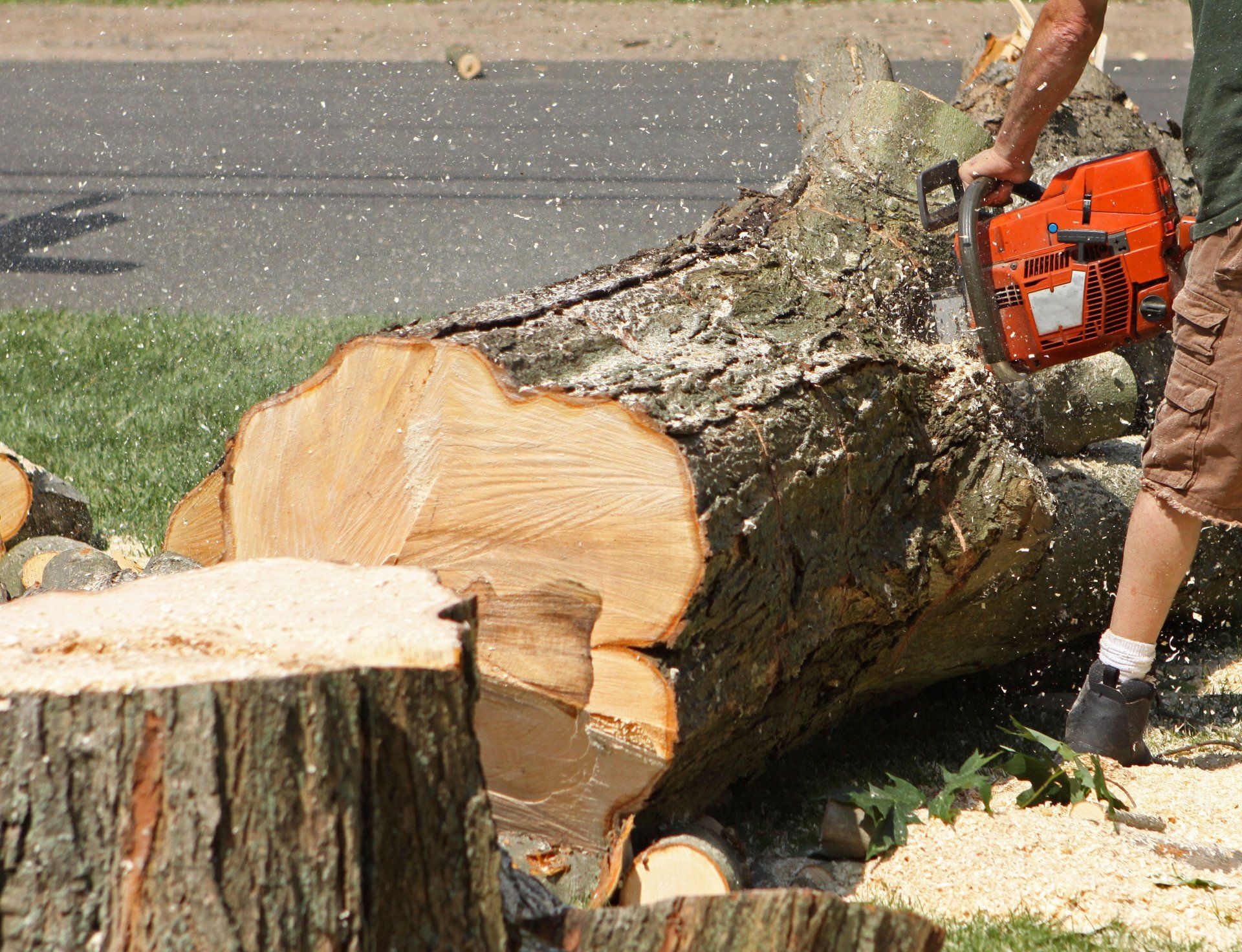 tree removal business