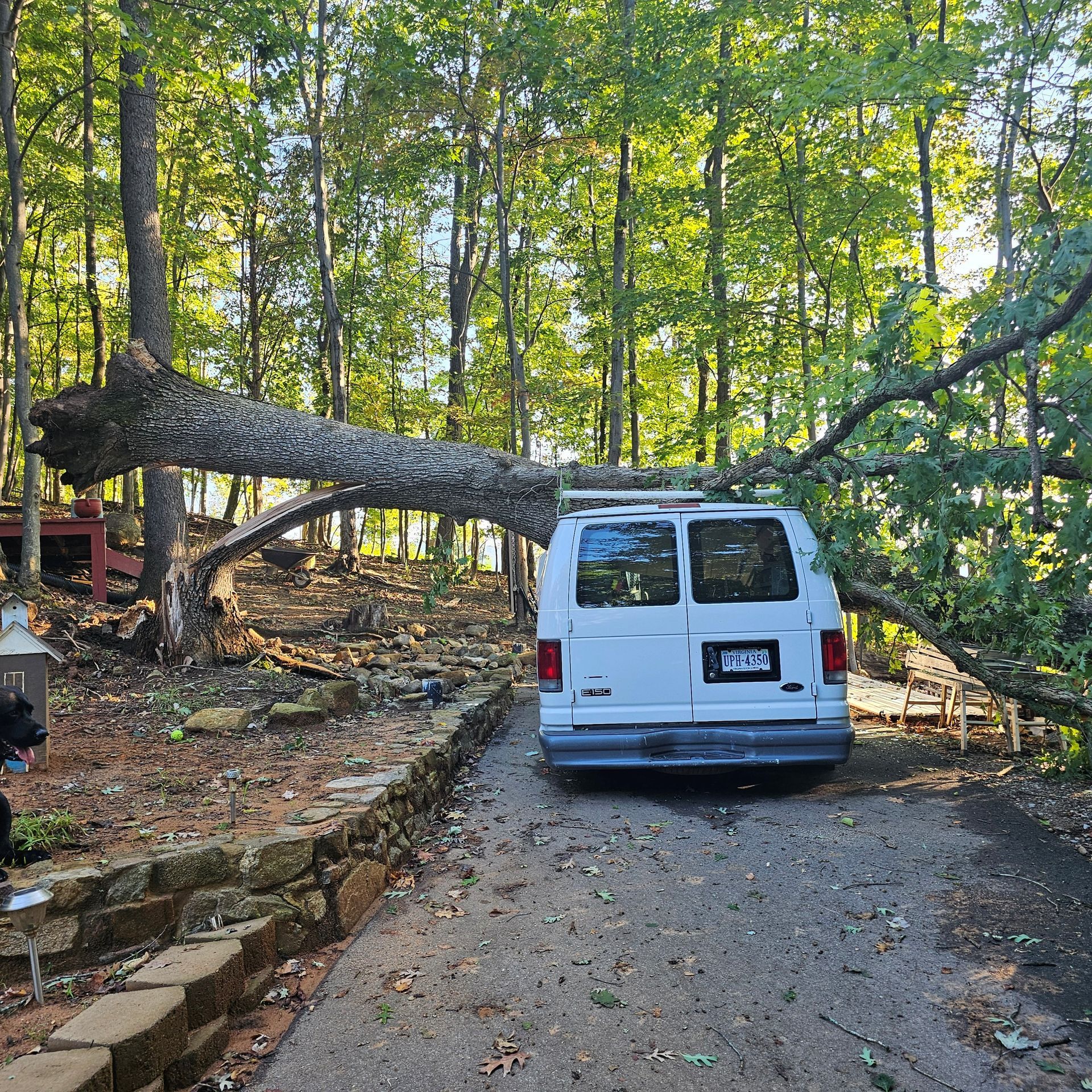 A white van is crushed under a fallen tree branch in a wooded area.