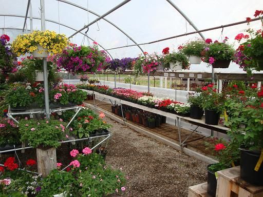 different type of flowers