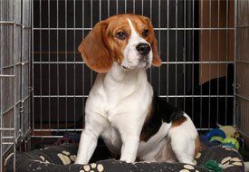Beagle sitting inside a wire crate, resting on a paw-print patterned dog bed. The dog has brown, white, and black fur and is looking forward.