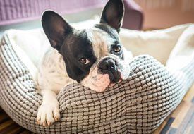 French bulldog with black and white markings resting in a gray and white patterned dog bed, looking at the viewer.