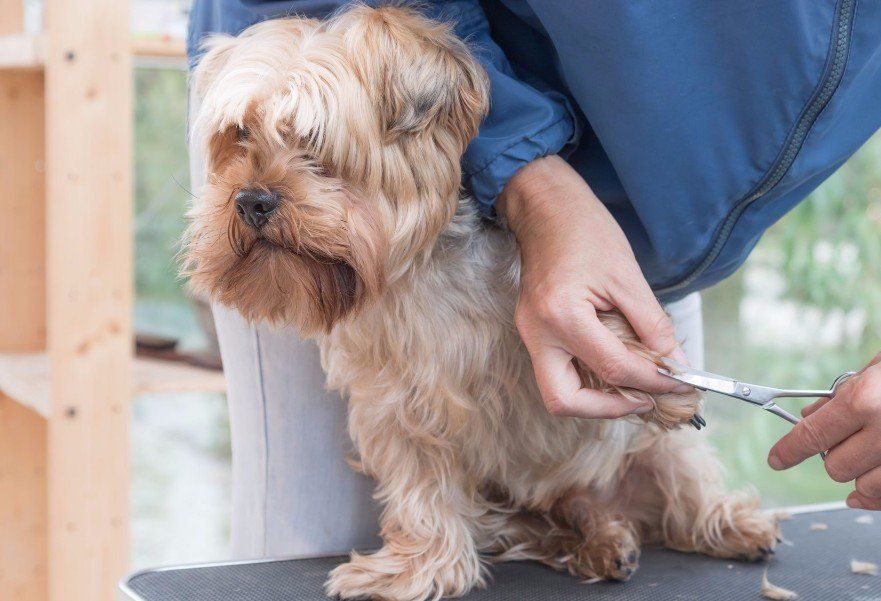 Dog Groom