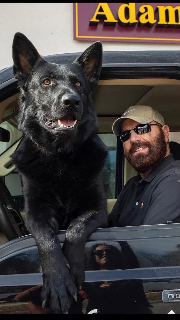 Man and cute dog in a van