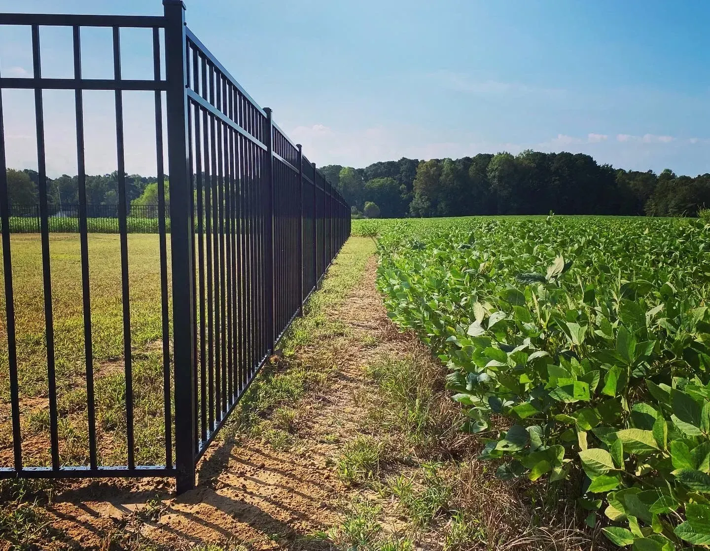 Black metal fence separates a field of soybean plants from a grassy area. Sunny day.
