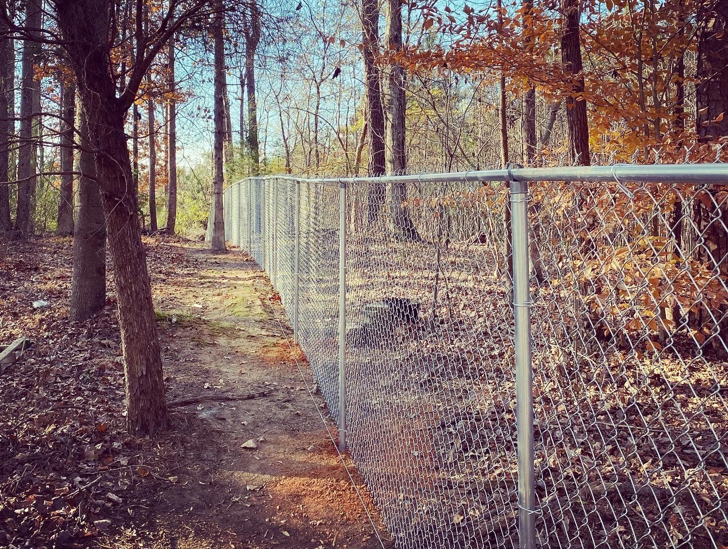 Chain-link fence in a wooded area with trees and fallen leaves in autumn.