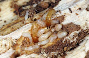 Learn More About Termites Termites