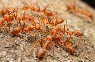 Learn More About Ants Ants
