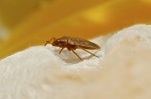 Learn More About Bed bugs Bed bug