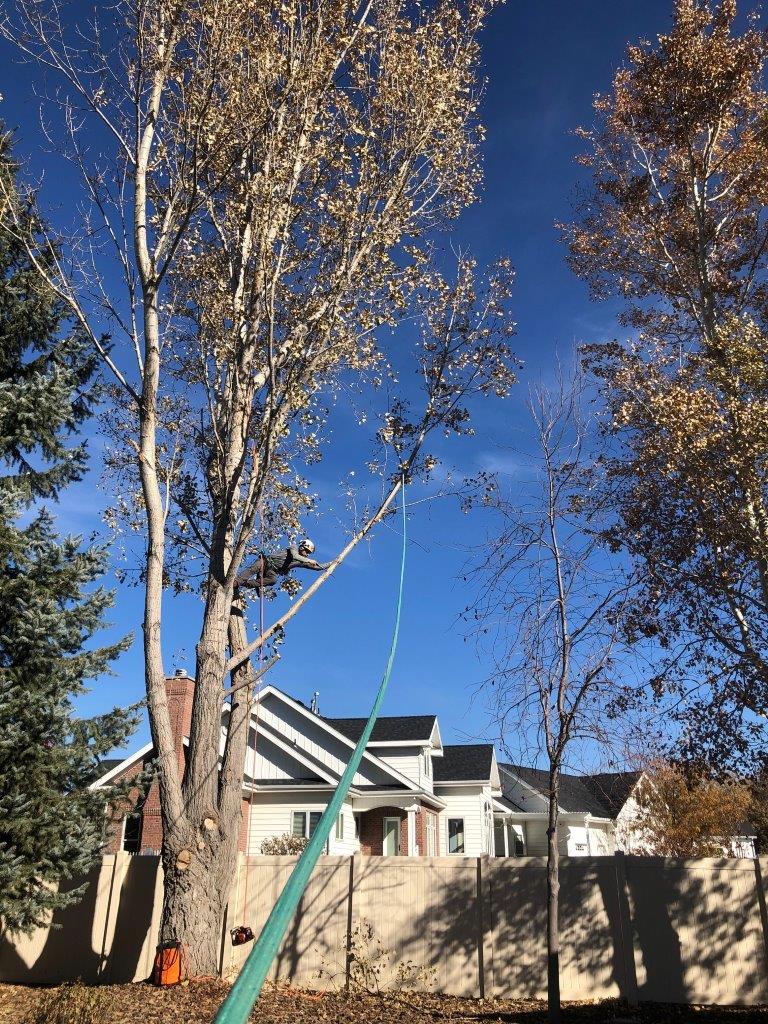 An Arborist Cutting Down a Maple Tree Piece by Piece