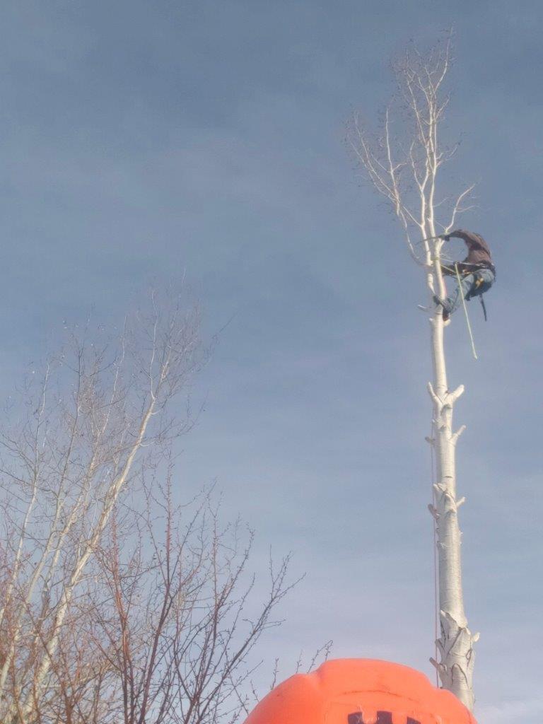 Man Cutting Tree Branches