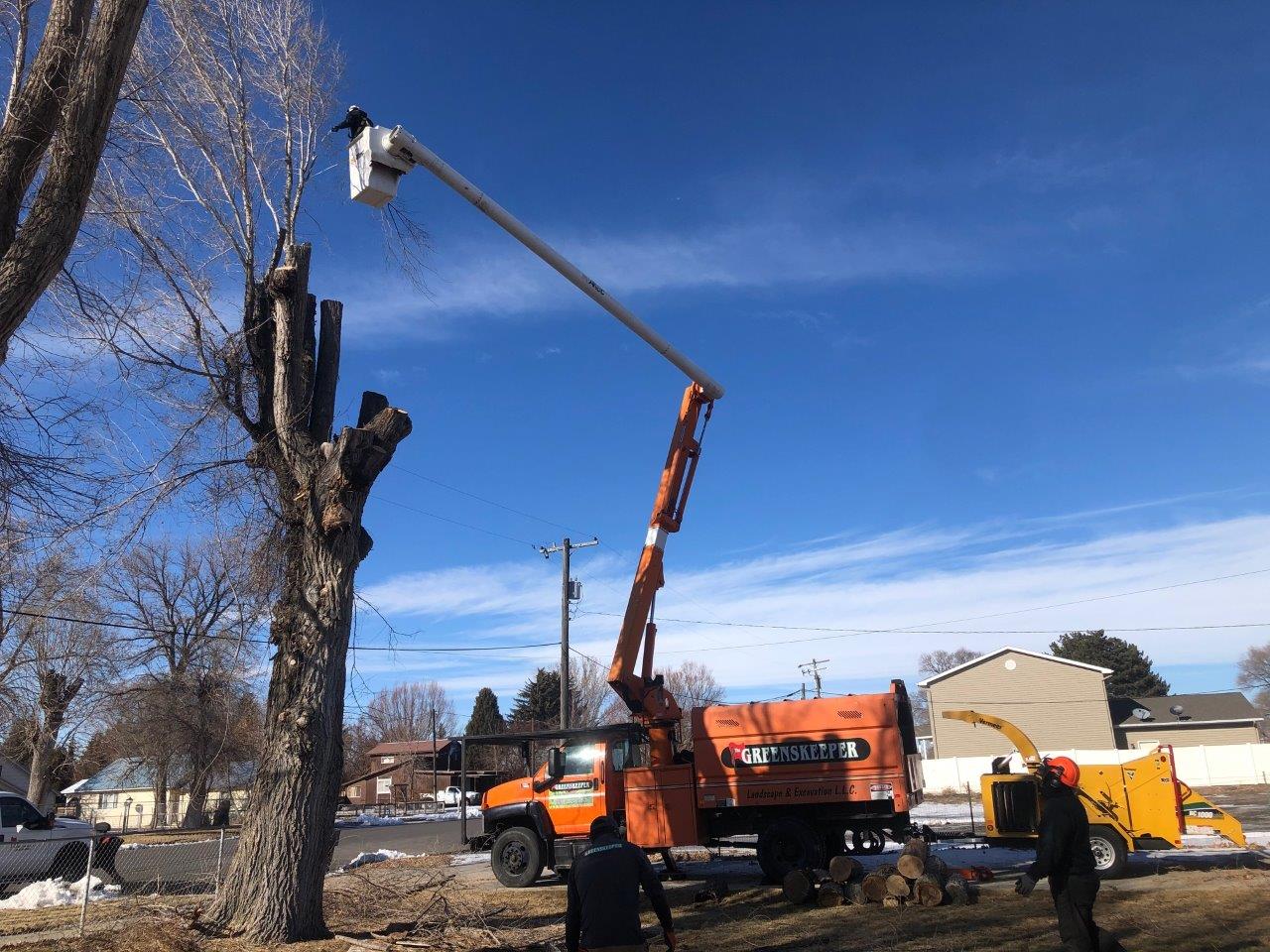 Tree Workers Trimming the Tree Branches