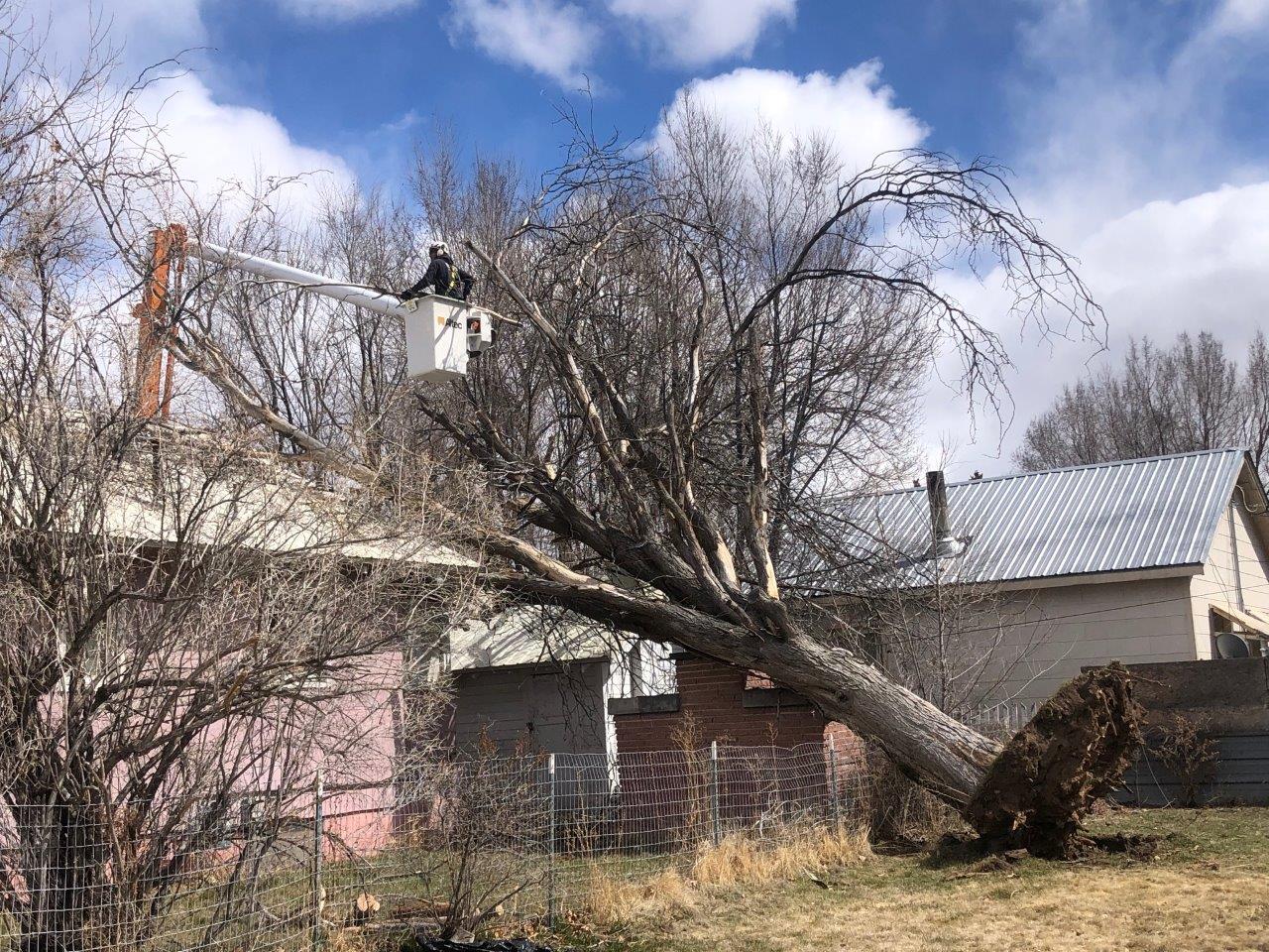 Man Cutting the Fallen Tree