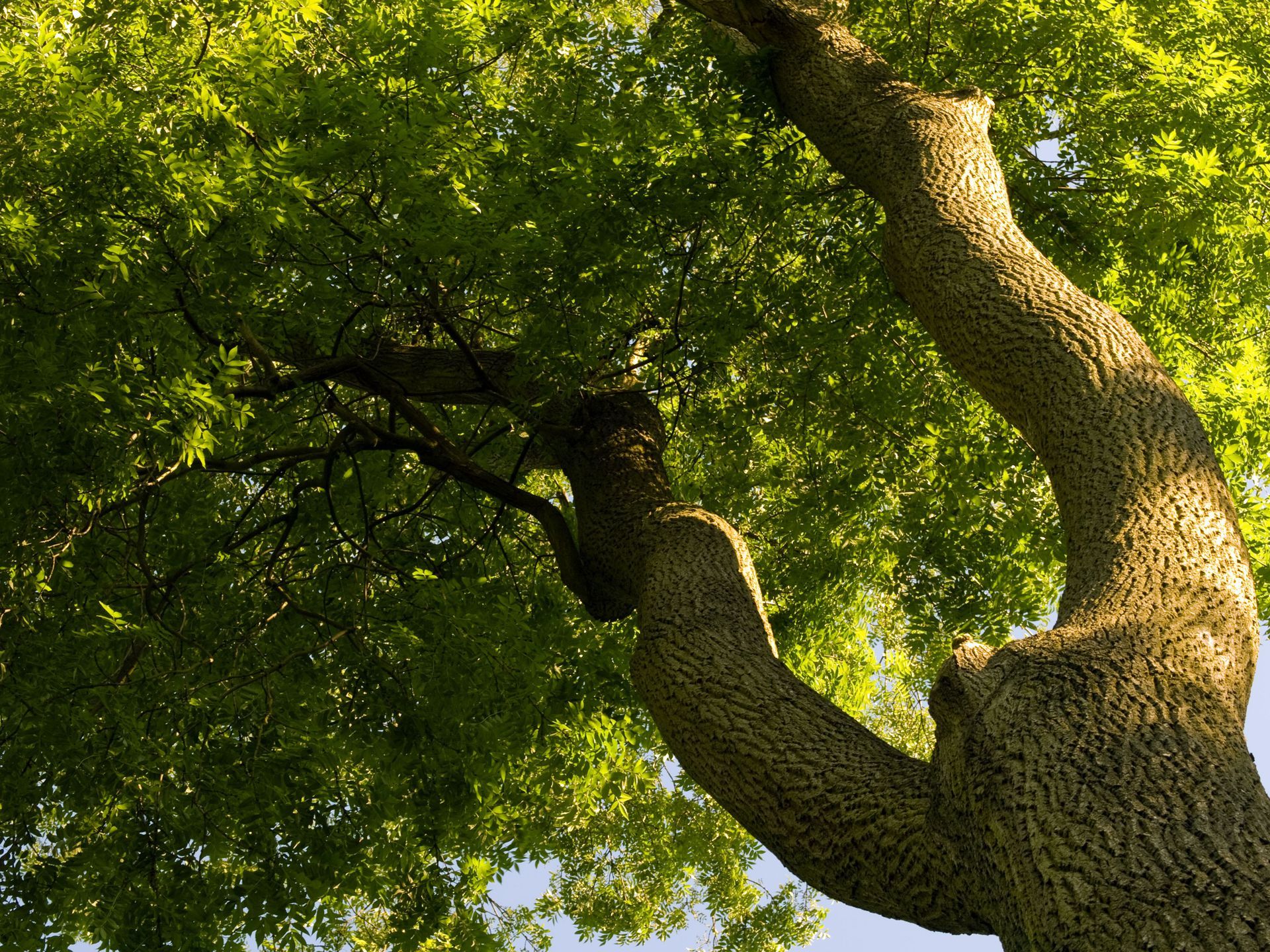 A low-angle view of a textured tree trunk splitting into two branches against a canopy of green leaves and bright sky.