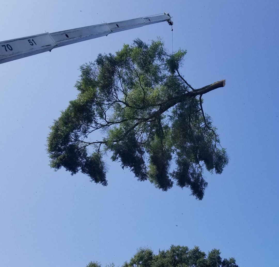 Learn More About Tree Cabling and Bracing Tree Cabling