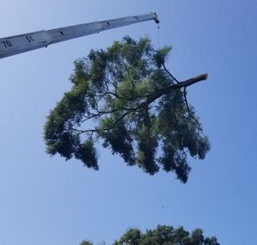 Tree Cabling