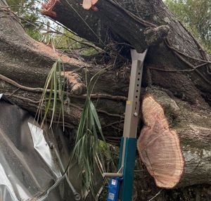 Storm-Damaged Tree Removal