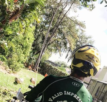Tree Removal