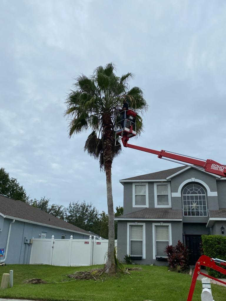 tree service